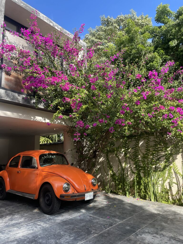 Orange bug at hotel in Merida