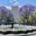 Jacarandas in mexico city - Parque Alameda